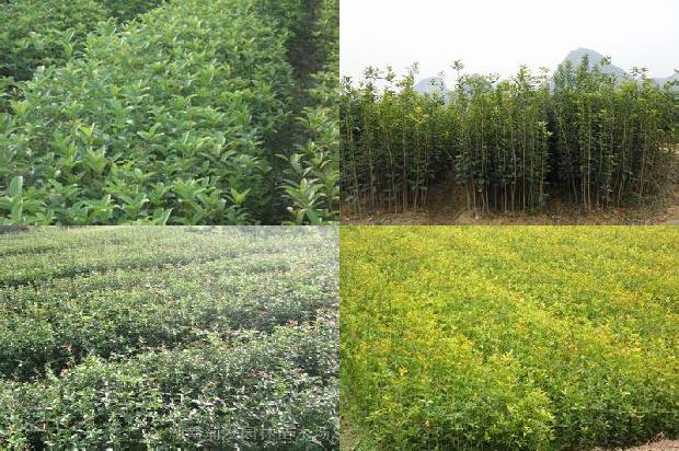 桂花树苗「桂花树精油的应用研究」