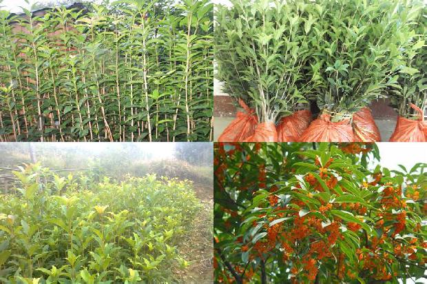 桂花树苗「桂花树精油的应用研究」1659111643525