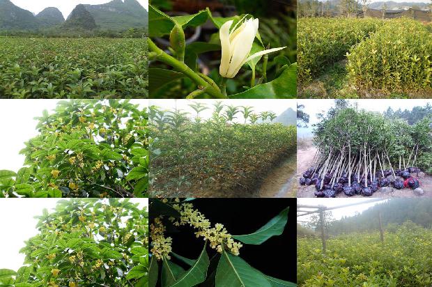 桂花树苗_桂花树病虫害防治中存在的问题及对策
