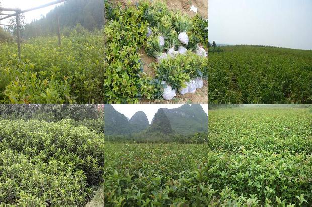 最新桂花苗价格走势分析表1690763404678