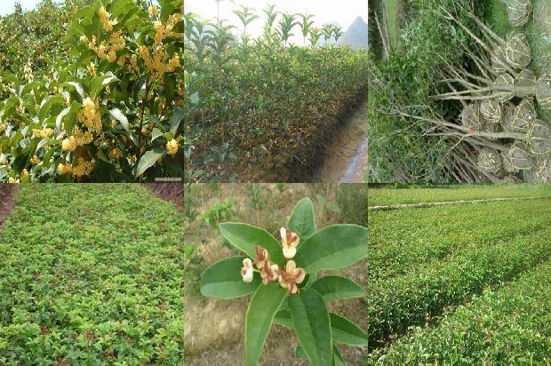 桂花树苗[冀北山区桂花树树下管理新模式]