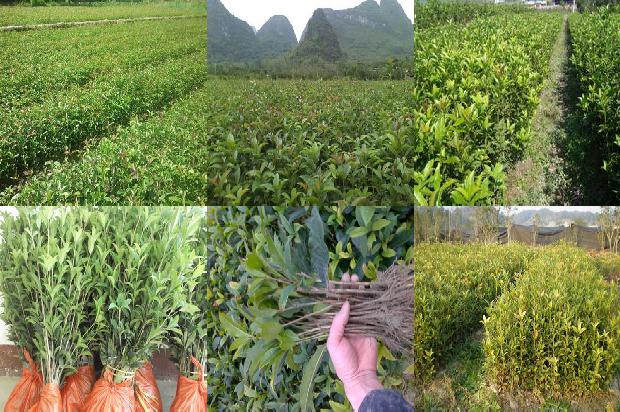 桂花树苗:桂花的滋味1659112555387