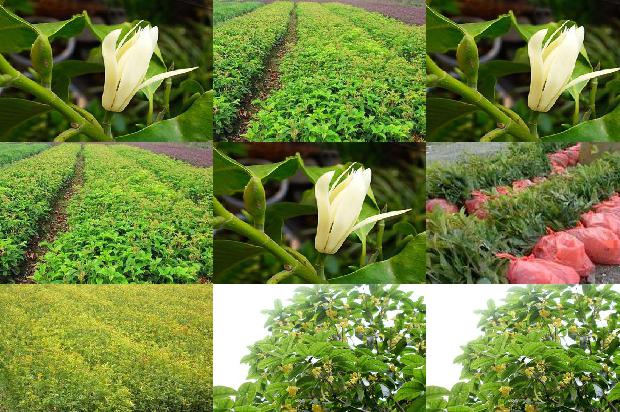 桂花泡茶喝功效1689381538867