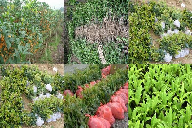 桂花苗价格:大城子桂花营销问题研究