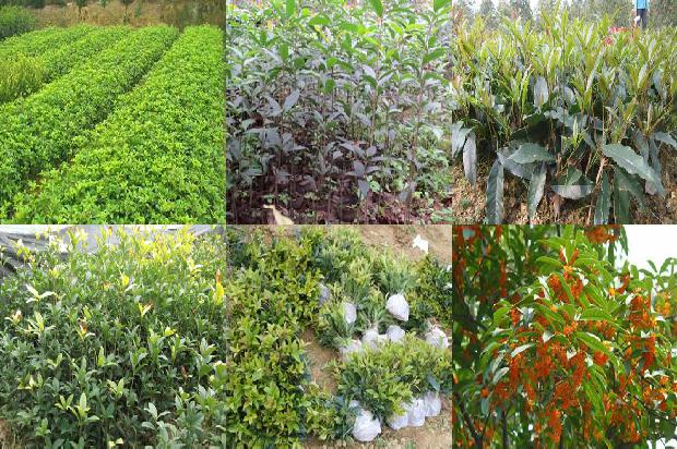 桂花苗价格:大城子桂花营销问题研究1659197327688 桂花苗价格:大城子桂花营销问题研究1659197327688