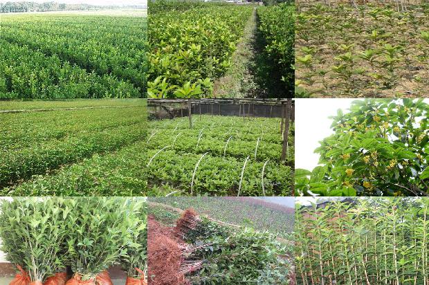 桂花苗价格:大城子桂花营销问题研究1659197327710 桂花苗价格:大城子桂花营销问题研究1659197327710