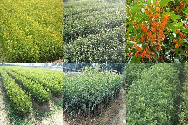桂花苗价格:大城子桂花营销问题研究1659197327743 桂花苗价格:大城子桂花营销问题研究1659197327743