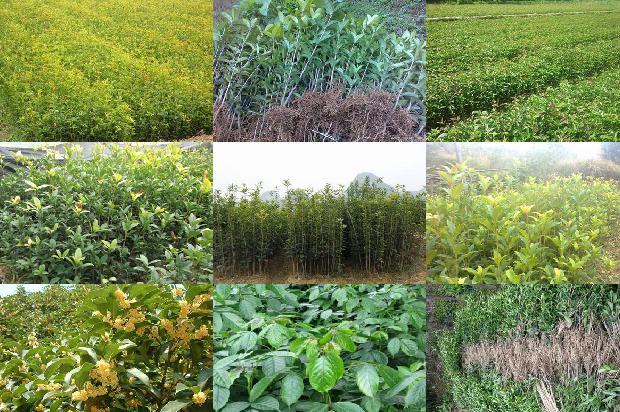 桂花苗价格「温棚保护地桂花害虫的发生及综合防治」