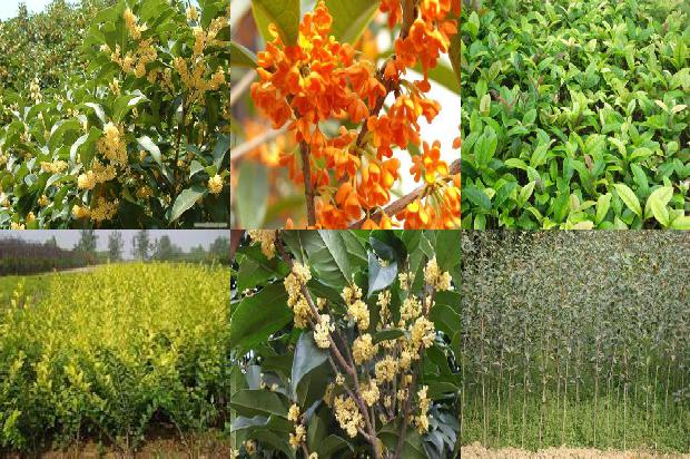桂花苗价格「温棚保护地桂花害虫的发生及综合防治」1659197454762