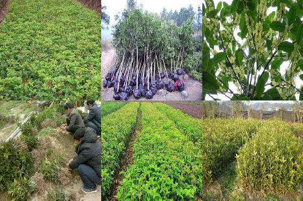 桂花苗价格-愈合期不同光照强度对桂花嫁接苗的影响