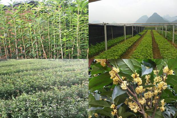桂花苗价格-愈合期不同光照强度对桂花嫁接苗的影响1659197506399