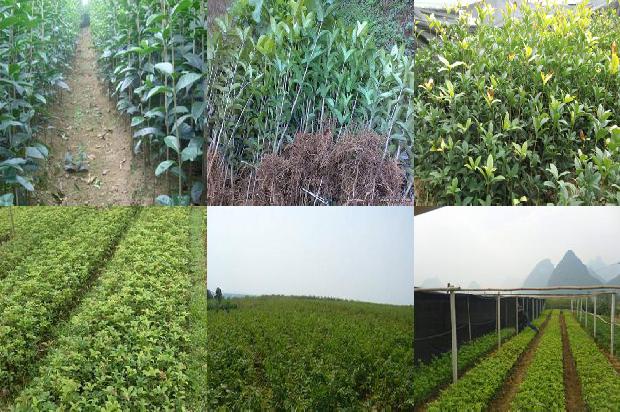 桂花苗价格-愈合期不同光照强度对桂花嫁接苗的影响1659197506421