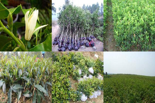 桂花苗价格「桂花青枯病生物防治策略研究」