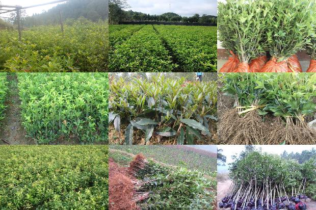 桂花苗价格「桂花青枯病生物防治策略研究」1659197597258
