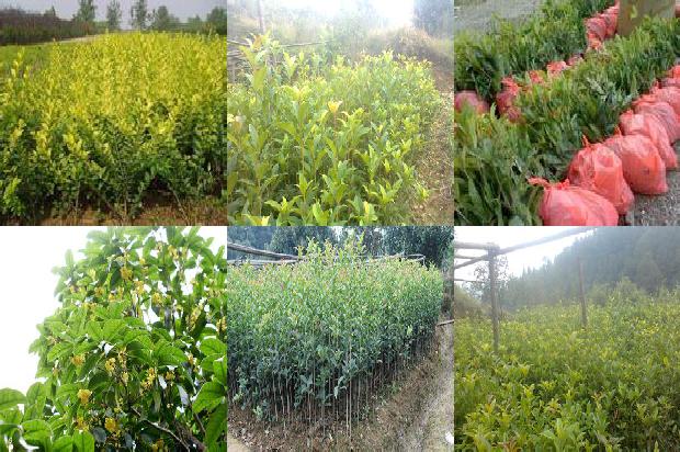 桂花树价格:安丘市石埠子镇大棚大桂花栽培管理技术