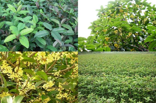桂花和红茶能一起泡吗1689035081180