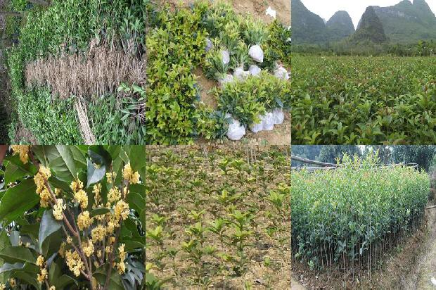 桂花树价格:桂花树早熟高产栽培技术1659283612849