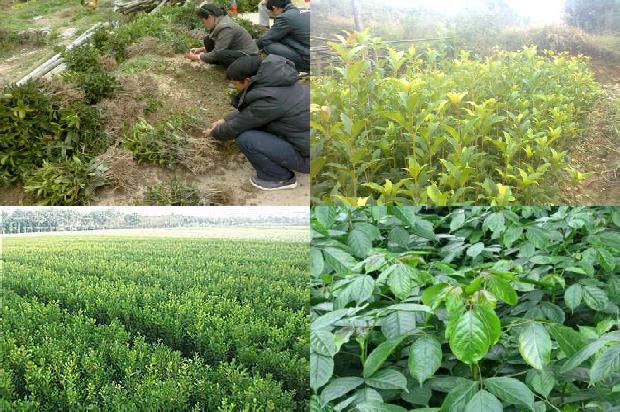 桂花树价格-全周期间作模式胶园内间作桂花树的生长及抗性生理特征1659283704423