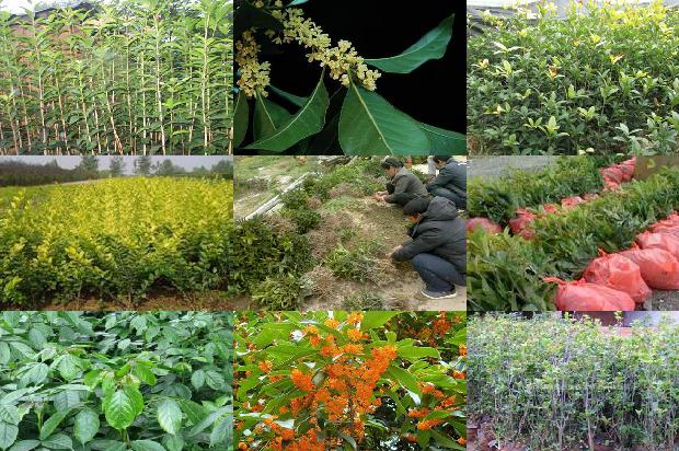 桂花树价格-全周期间作模式胶园内间作桂花树的生长及抗性生理特征1659283704434