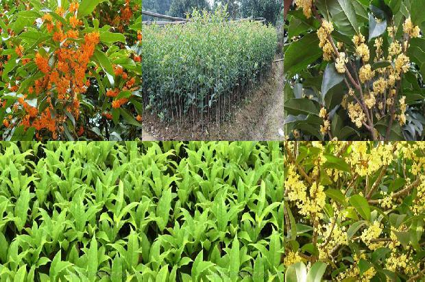 桂花树价格-全周期间作模式胶园内间作桂花树的生长及抗性生理特征1659283704456