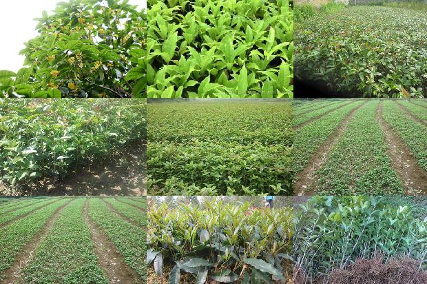 桂花树价格「桂花树定植现状及容器大苗生产栽植技术」