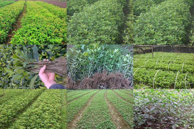 桂花树价格「桂花树定植现状及容器大苗生产栽植技术」1659283830023
