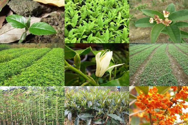 桂花树价格「桂花树定植现状及容器大苗生产栽植技术」1659283830034