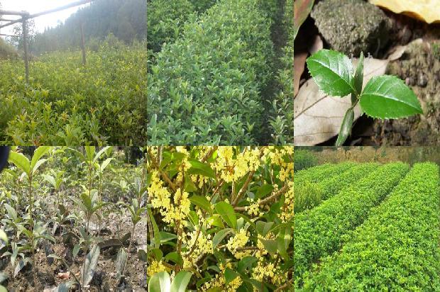 桂花树价格:秋吃桂花树好处多