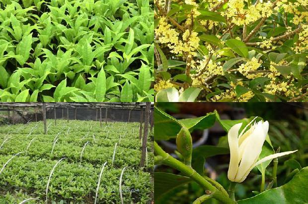 桂花树价格:秋吃桂花树好处多1659283845509 桂花树价格:秋吃桂花树好处多1659283845509