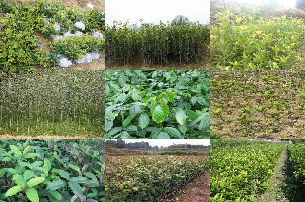 桂花树价格-大连市桂花育苗移栽机械应用研究1659283886034