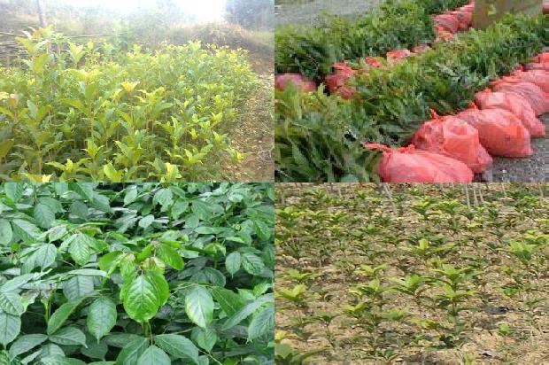 桂花树价格-大连市桂花育苗移栽机械应用研究1659283886045