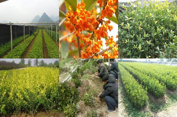 桂花树价格_信息技术在桂花树专业课教学中的运用1659370005493