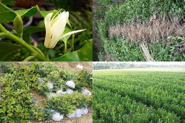 桂花树价格_信息技术在桂花树专业课教学中的运用1659370005505