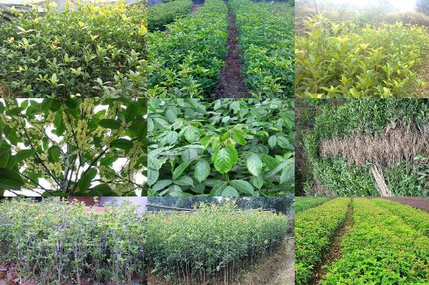 桂花树价格_桂花树全粉面条制作工艺优化研究