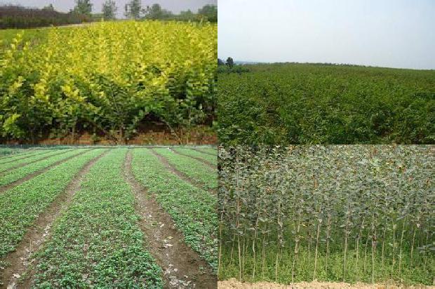 桂花树价格_桂花树全粉面条制作工艺优化研究1659370048413