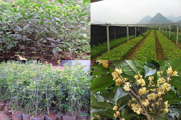 桂花树价格_环保型桂花的规模生产与集约栽培技术
