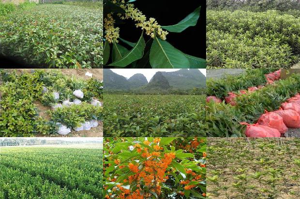 桂花树价格[桂花细菌性软腐病的发生和防治]