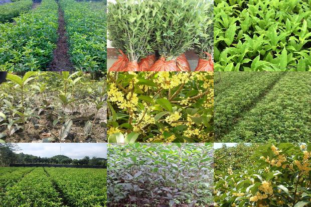 桂花树价格「巧用地膜生产桂花」