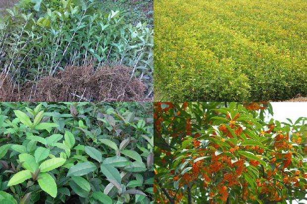 桂花苗价格-大棚桂花种植技术及病虫害防治方法