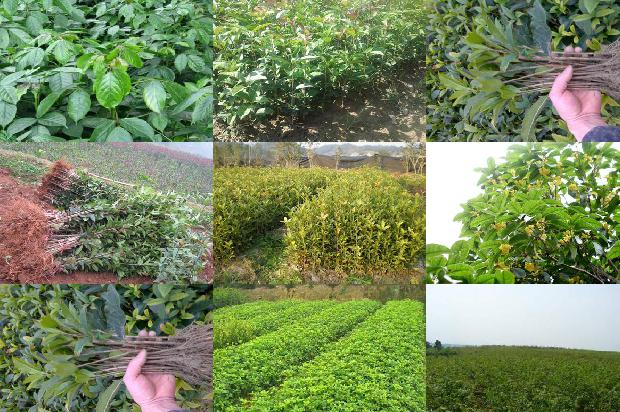桂花苗价格-大棚桂花种植技术及病虫害防治方法1659718810375