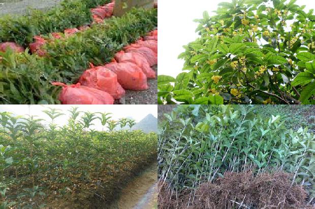 桂花苗价格-大棚桂花种植技术及病虫害防治方法1659718811668