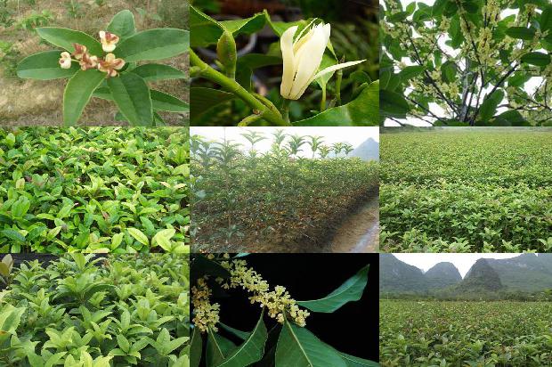 桂花苗价格-大棚桂花种植技术及病虫害防治方法1659718812325