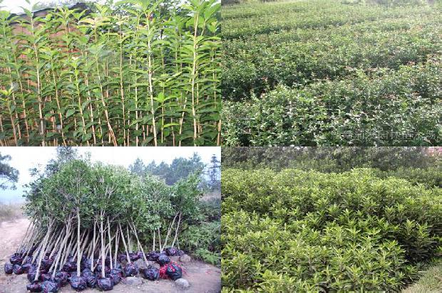 桂花苗价格-大棚桂花种植技术及病虫害防治方法1659718812982