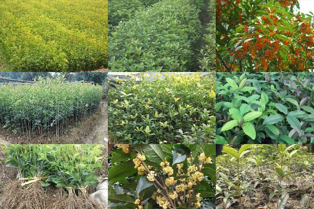 桂花苗价格[桂花树栽种最佳时间及栽植方法]