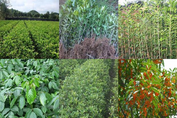 桂花苗价格[桂花树栽种最佳时间及栽植方法]1659718930339