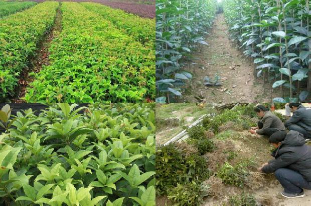 桂花苗价格[桂花树栽种最佳时间及栽植方法]1659718931044