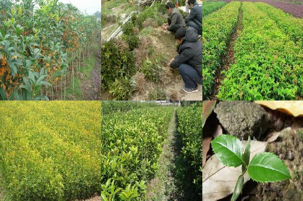 桂花苗价格(设施桂花土壤障碍问题探析)