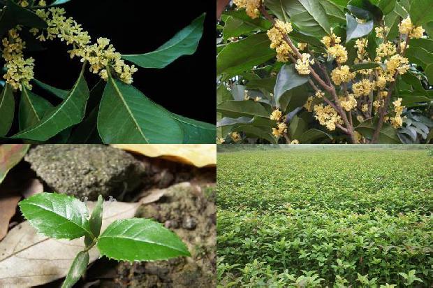 桂花苗价格(设施桂花土壤障碍问题探析)1659719091755