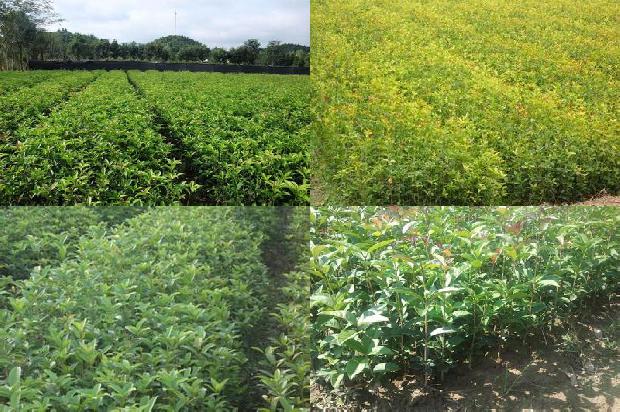 桂花苗价格「新鲜桂花优质安全性生产技术」