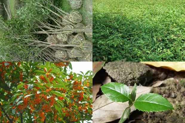 桂花苗价格「新鲜桂花优质安全性生产技术」1659719255495